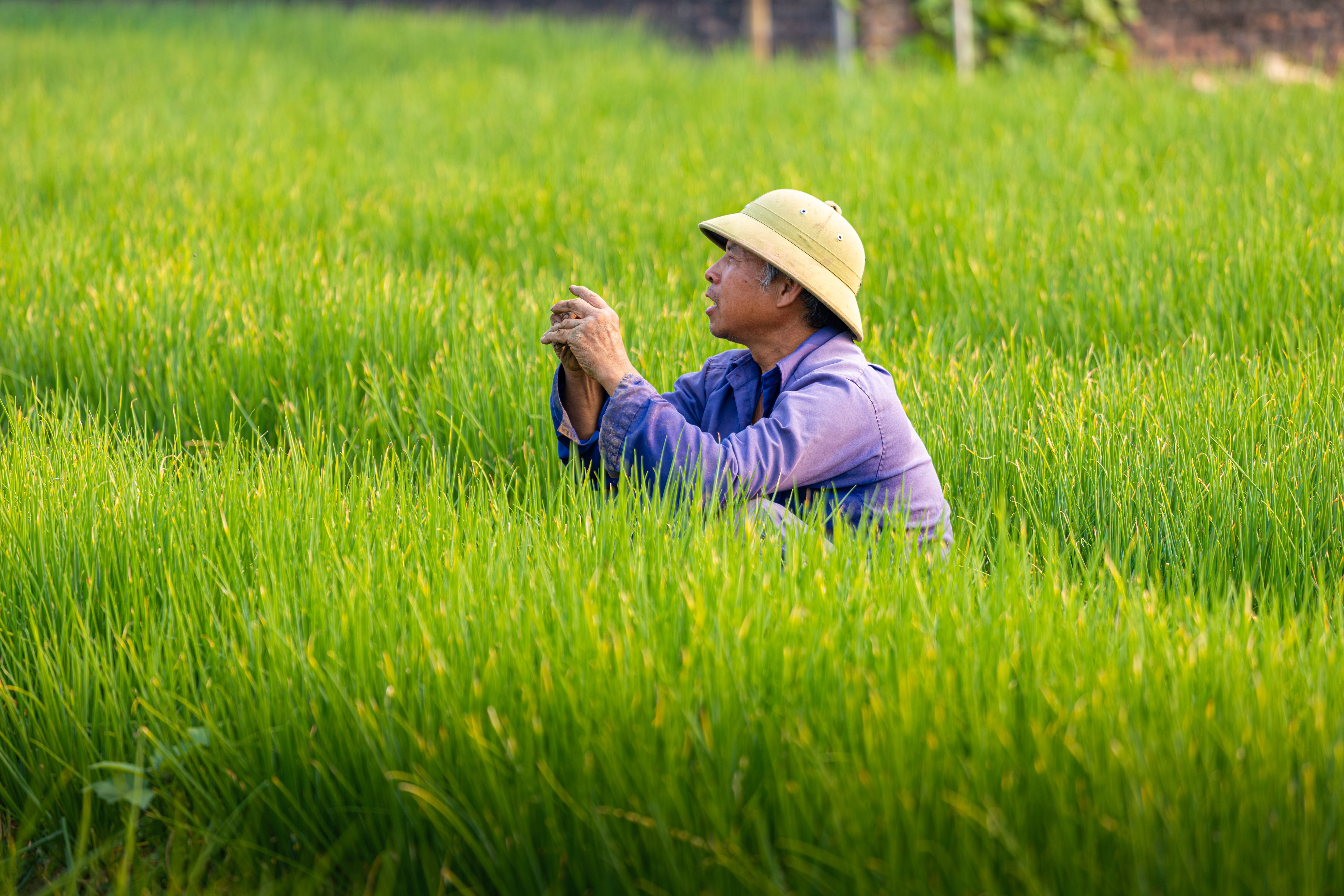 Vietnamese Farmer Working in Lush Rice Field · Free Stock Photo