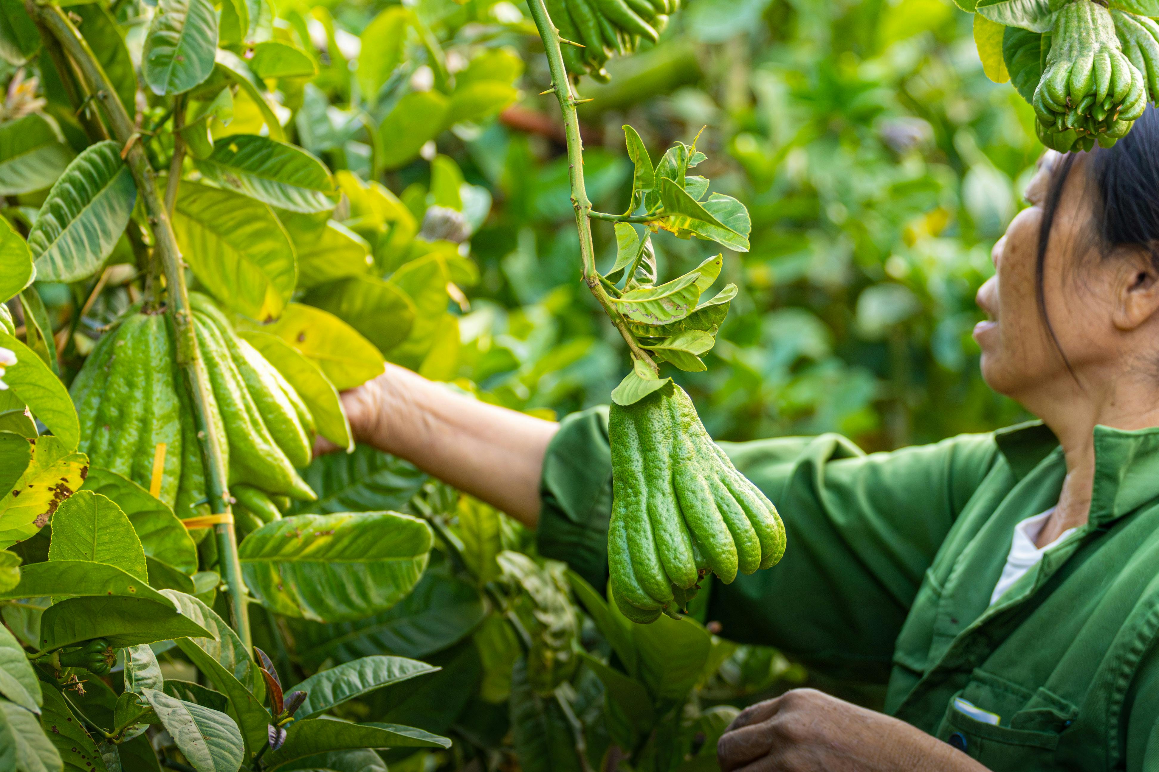 A sárkánygyümölcs új jövedelemforrást ad indiai gazdálknak