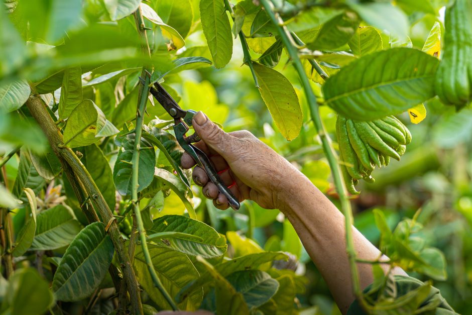 Gardener using pruning shears to tend citrus in a garden — sharp pruning shears matter for tree health in Surrey BC