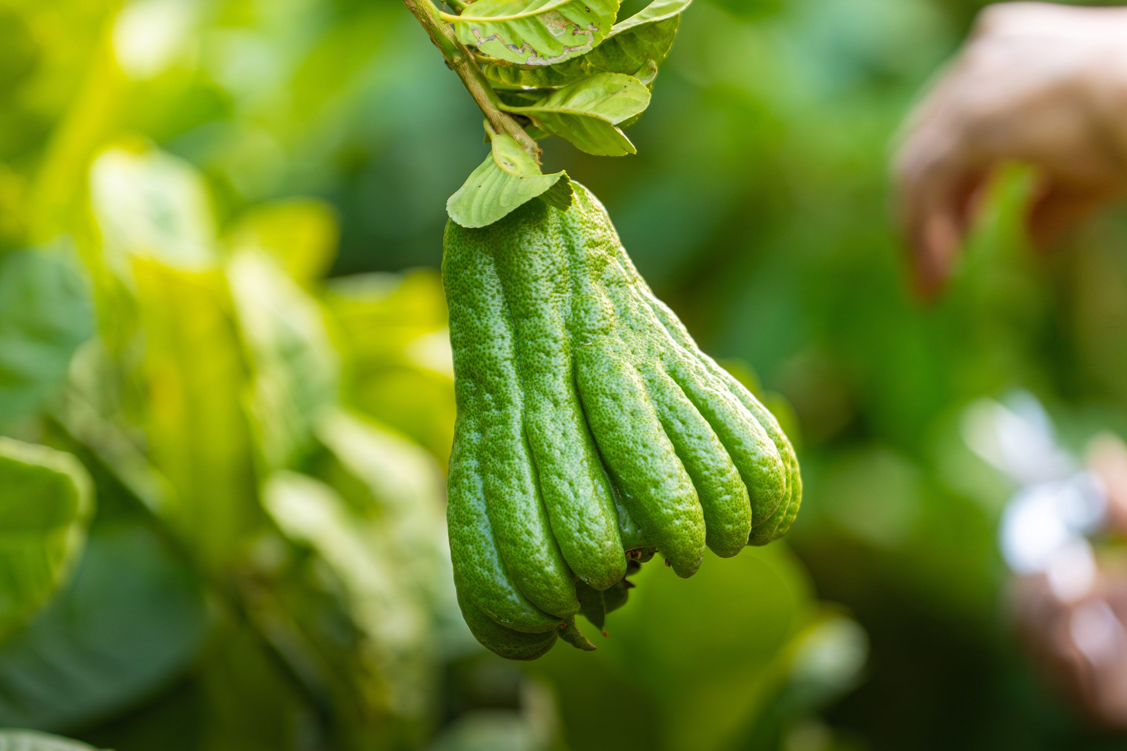 Close-up of Buddha's Hand Fruit in Hanoi Garden · Free Stock Photo