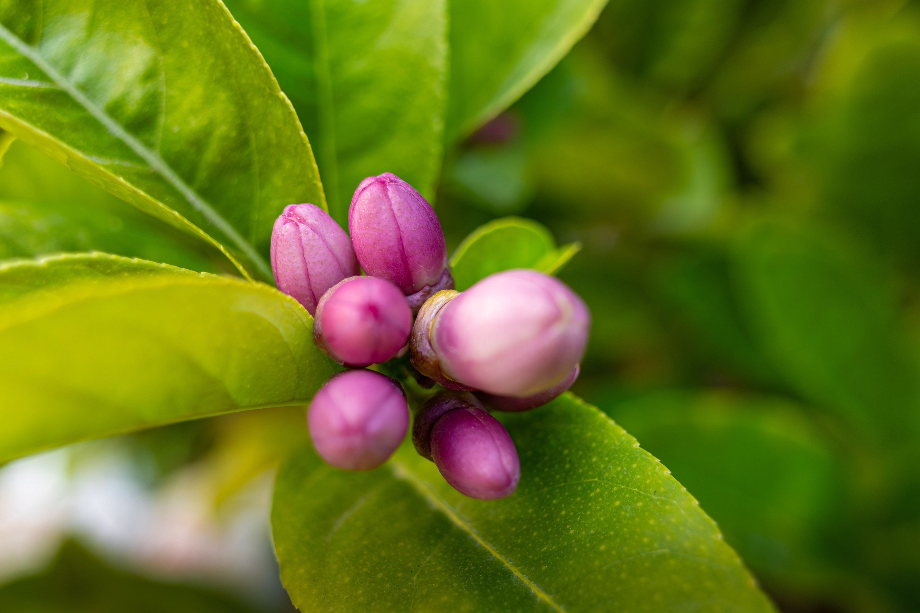 Les 7 Bourgeons Méconnus qui Nourrissent votre Énergie Vitale et Réveillent votre Immunité au Printe