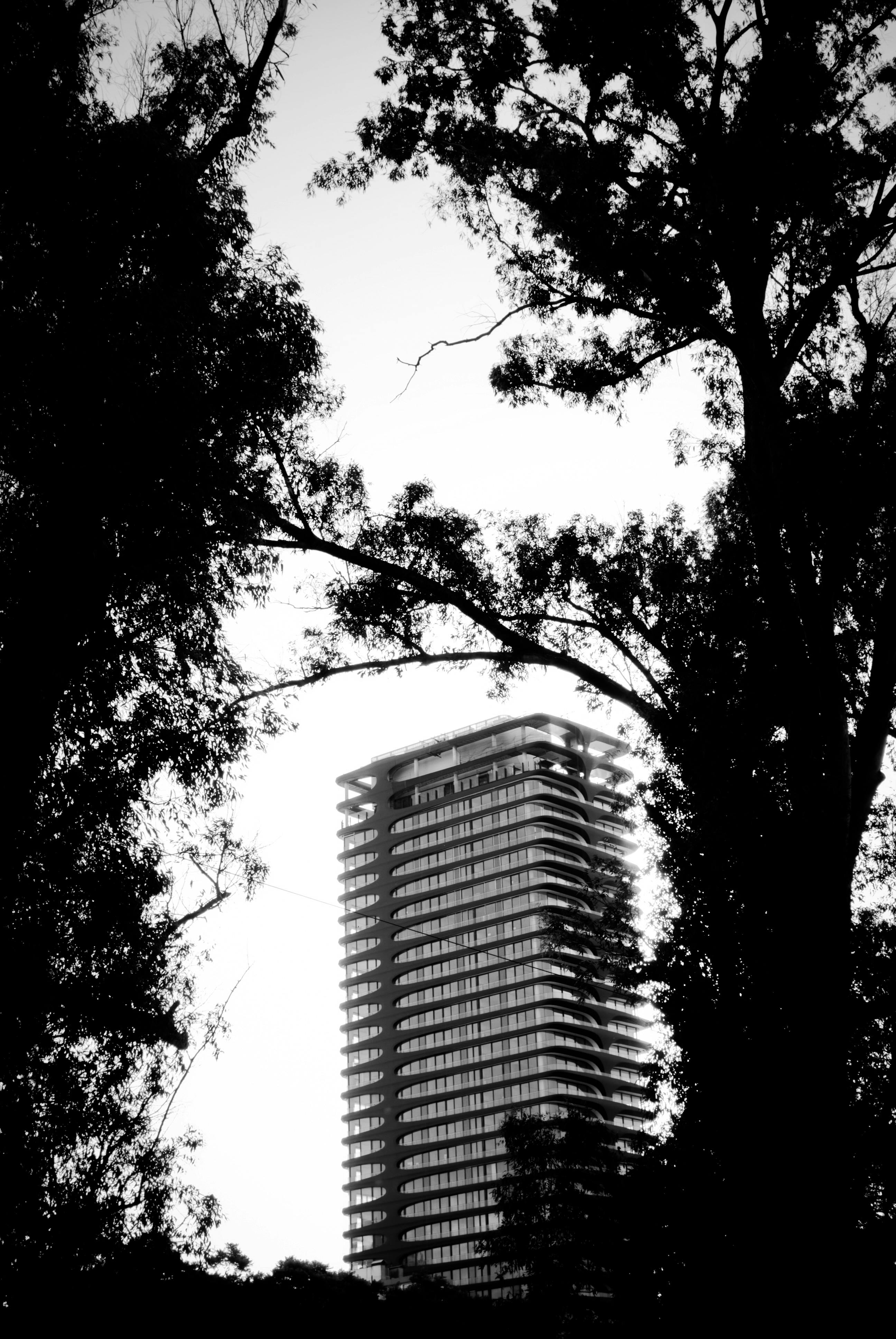 無料 木々に囲まれた高層ビル、ブエノスアイレスのスカイラインの白黒画像。 写真素材