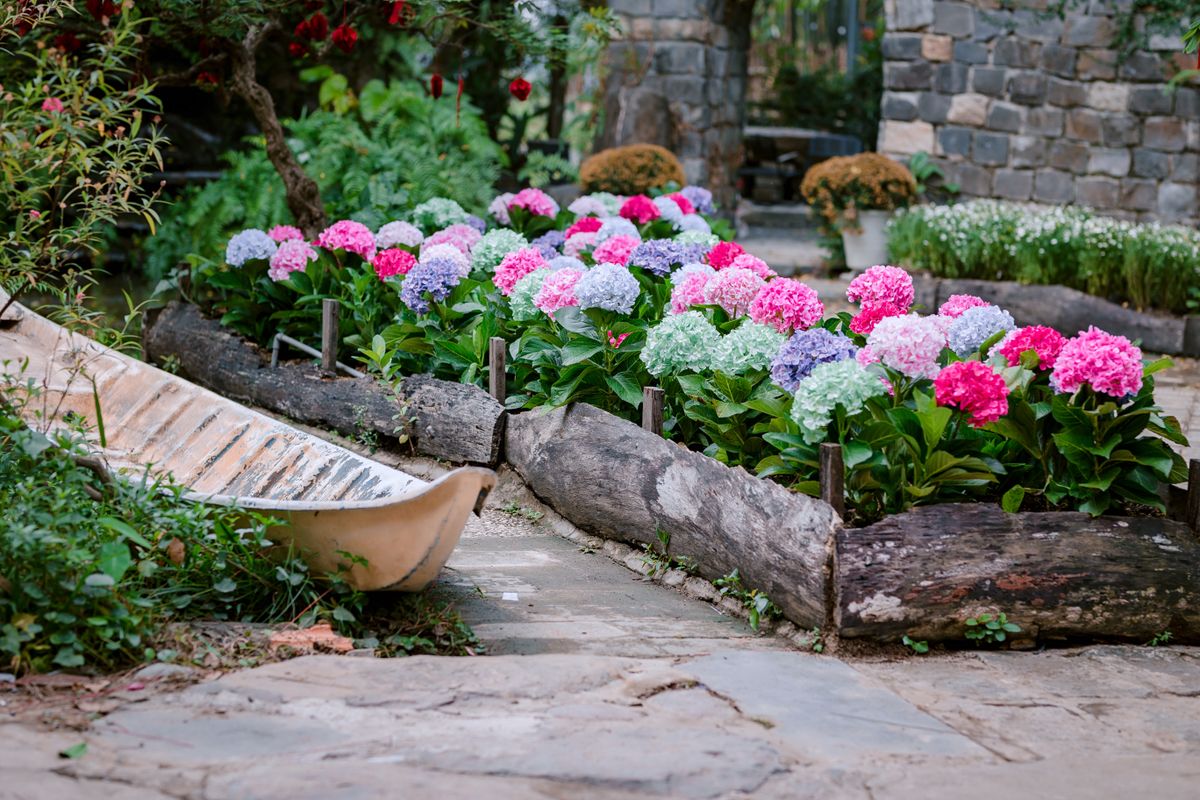 Hydrangea flower bed renovation