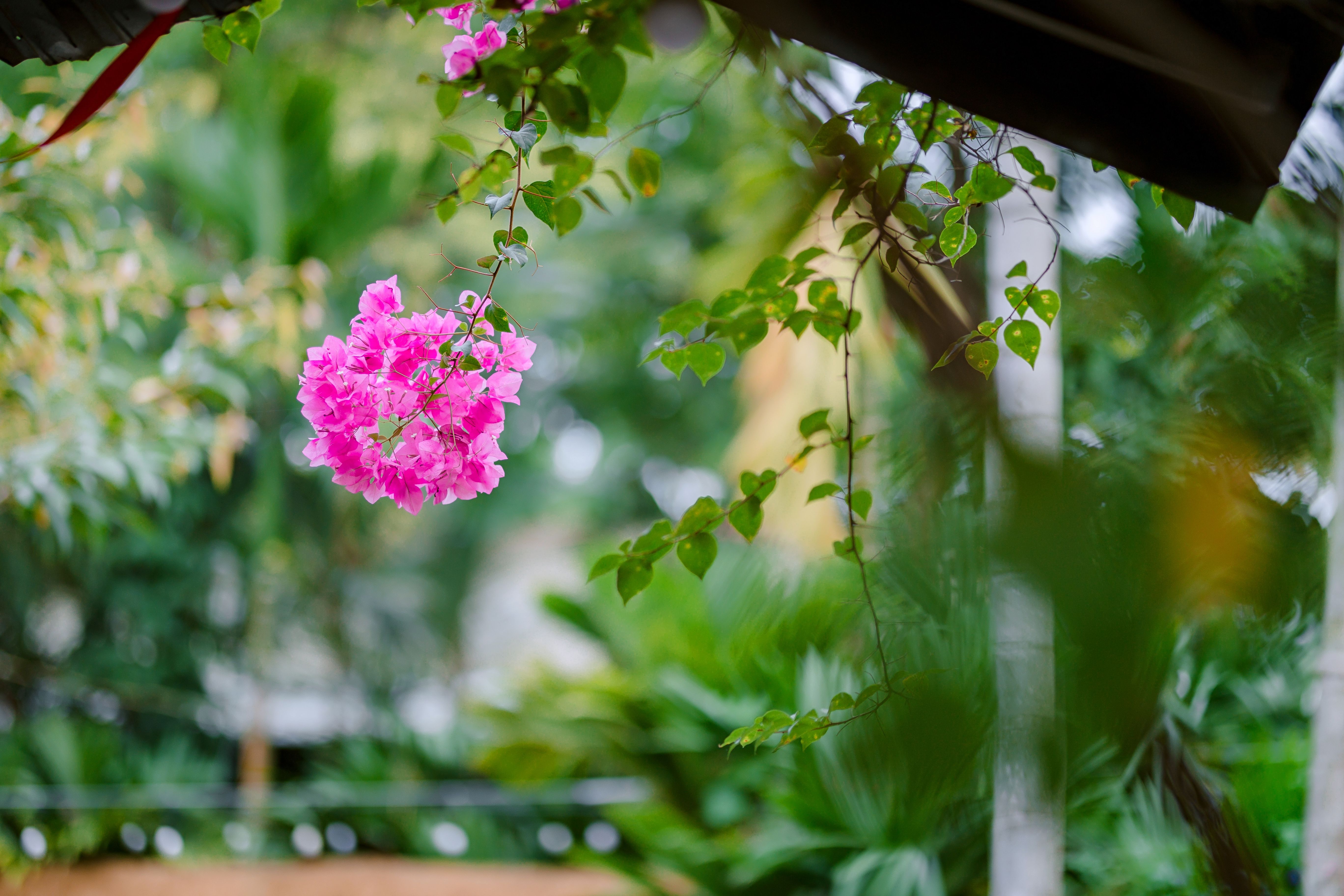 Bougainvillea Homestay Chikmagalur: A Genuine Coffee Country Retreat