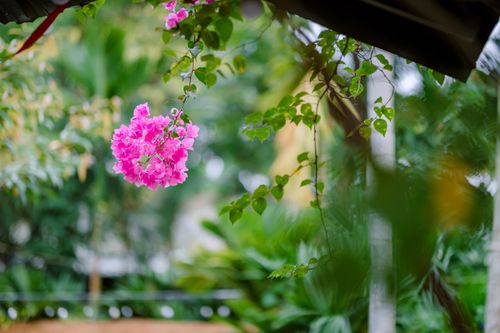 Free Close-up of vibrant pink bougainvillea flowers hanging in a lush green garden, perfect for nature themes. Stock Photo