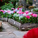 Plante & Jardin — Potager, jardin, plantes et conseils de jardinage Plante & Jardin — Potager, jardin, plantes et conseils de jardinage