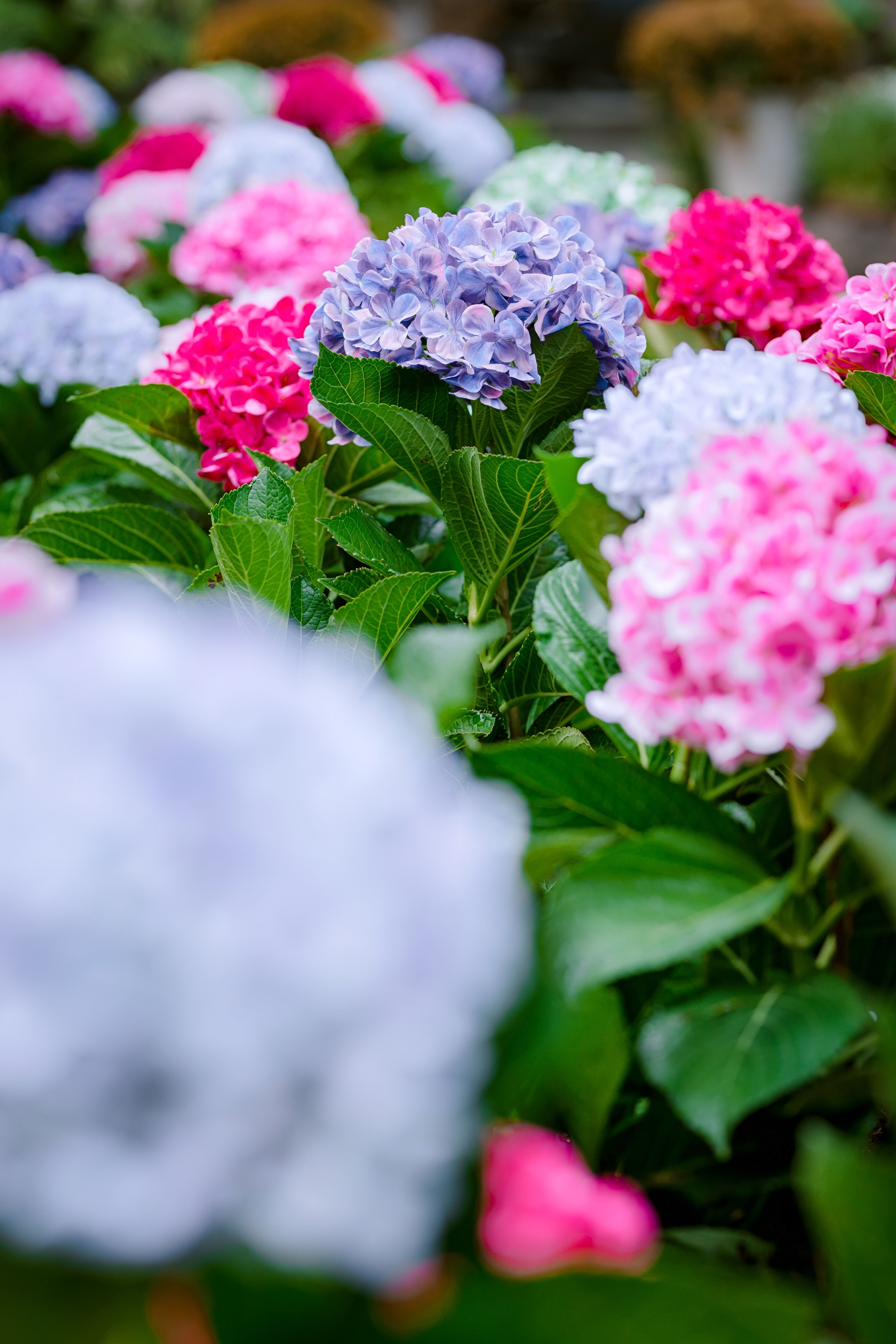 Vibrant Hydrangea Blossoms in Full Bloom · Free Stock Photo