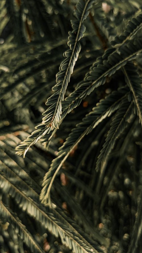 Free Detailed close-up of fern leaves showcasing intricate patterns in natural light. Stock Photo