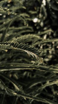 Detailed capture of lush green foliage with soft lighting, emphasizing texture and pattern.