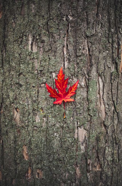 Close-up of a vibrant red maple leaf on a textured tree bark, symbolizing autumn.