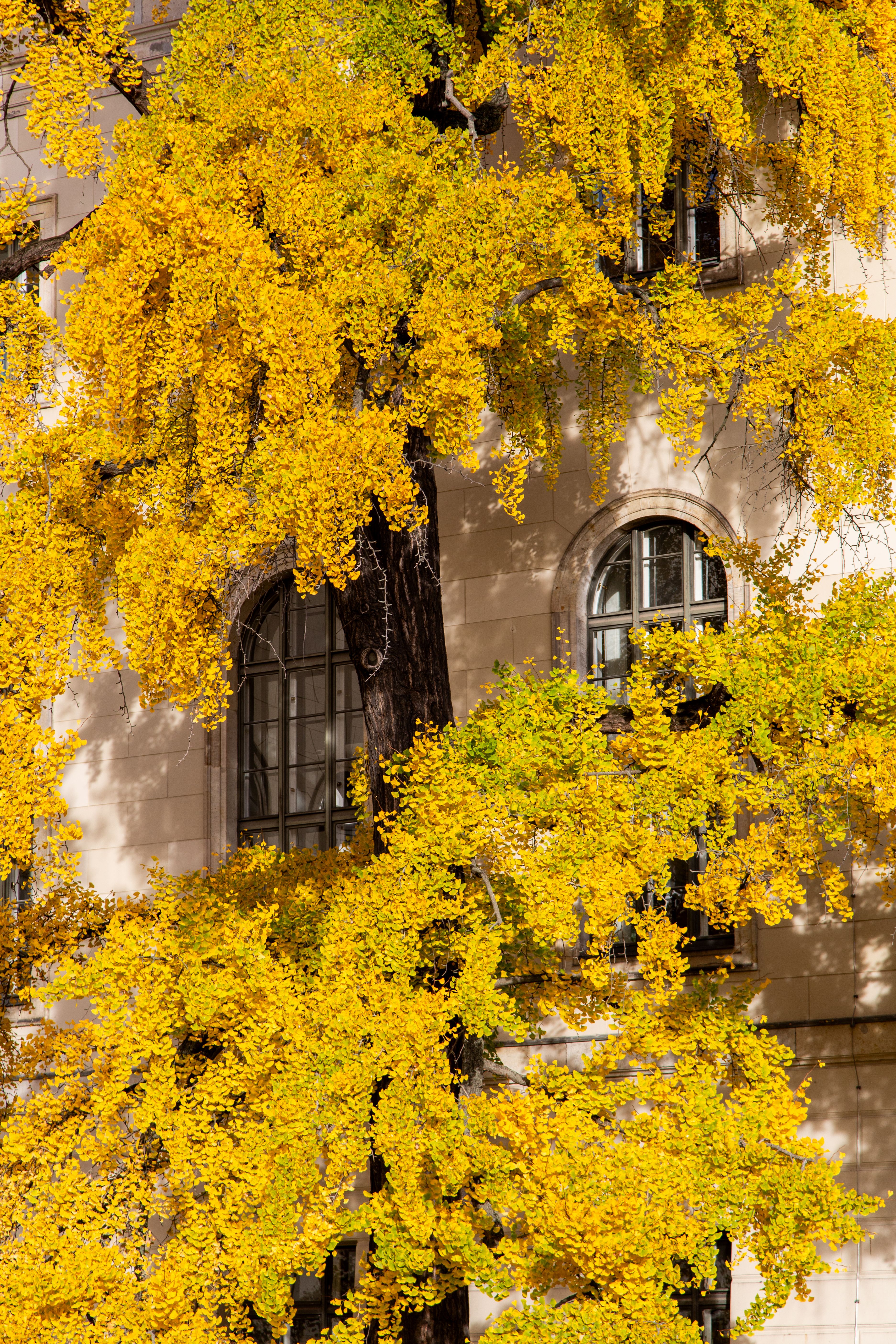 Vibrant golden ginkgo leaves cascade over a historic building facade, showcasing autumn's beauty.