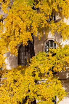 Vibrant golden ginkgo leaves cascade over a historic building facade, showcasing autumn's beauty.