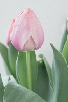 A beautiful close-up of a pink tulip in soft, natural light, showcasing its elegance.
