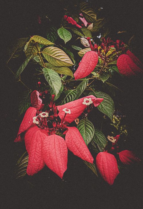Free Close-up of tropical red bracts and green foliage in vivid, dramatic tone. Stock Photo