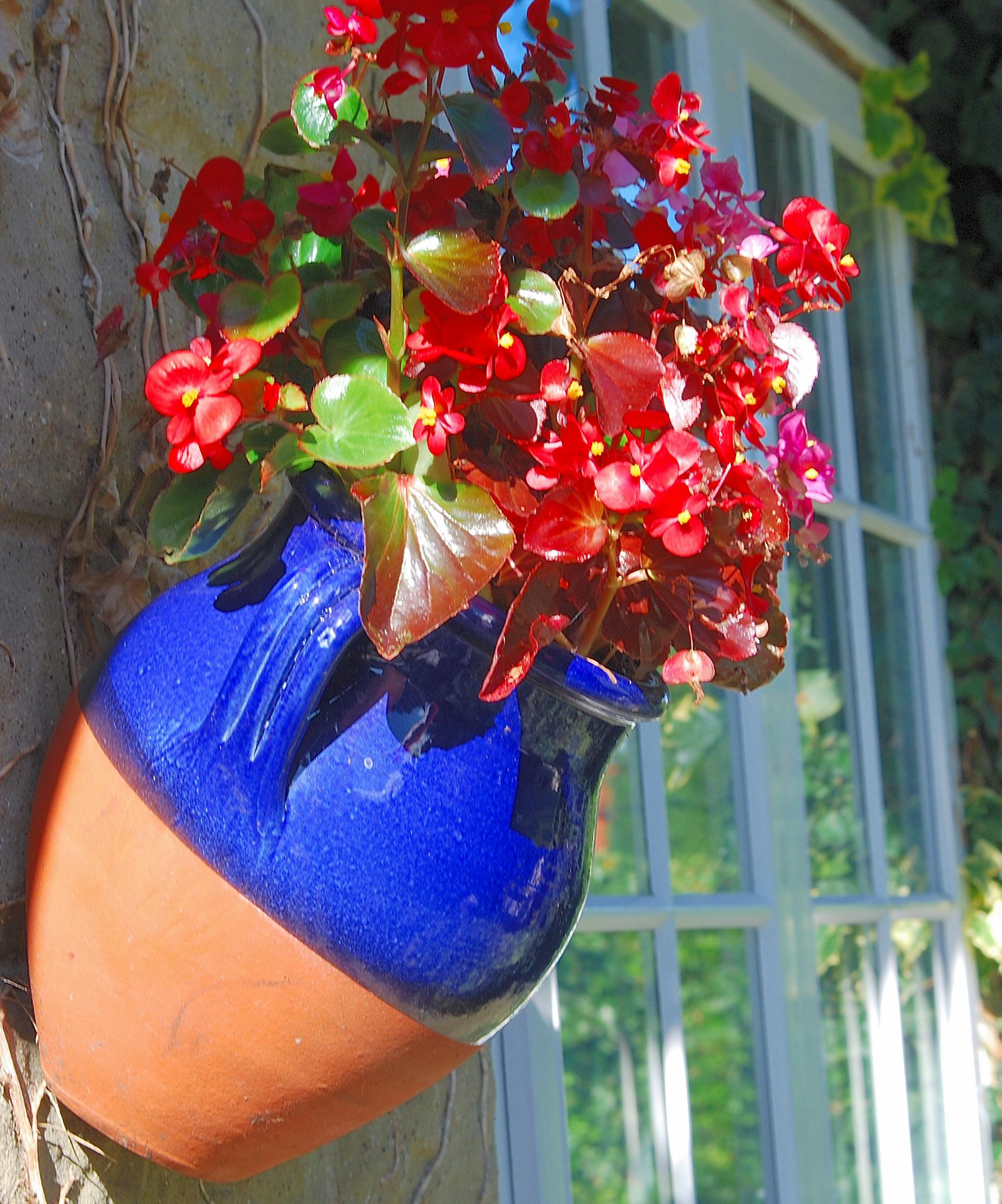 Free stock photo of beautiful flowers, flower pot, terracotta pot