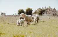 Tranquil Sheep Grazing in a Spring Pasture