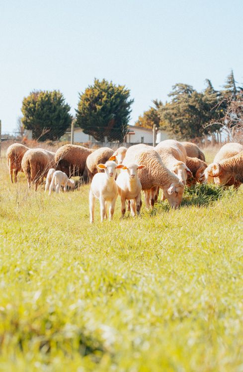 Sheep In Spring Grazing Sheep in a Sunny Spring Pasture · Free Stock Photo