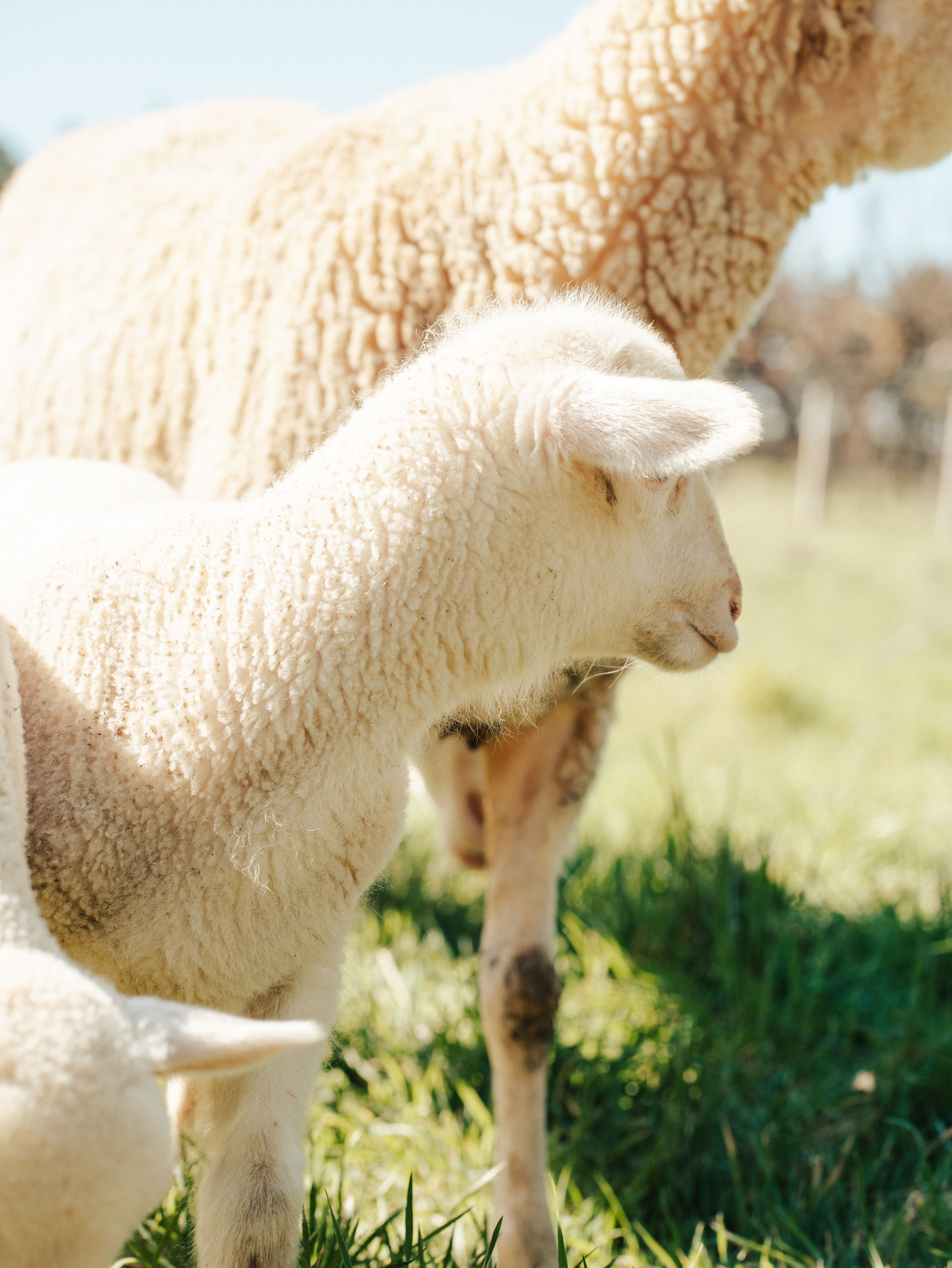 Cute lambs in a sunny field showcasing tranquility and natural beauty.
