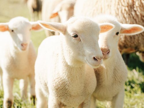 Free A group of lambs enjoying a sunny day in a green pasture, embodying serenity and pastoral charm. Stock Photo