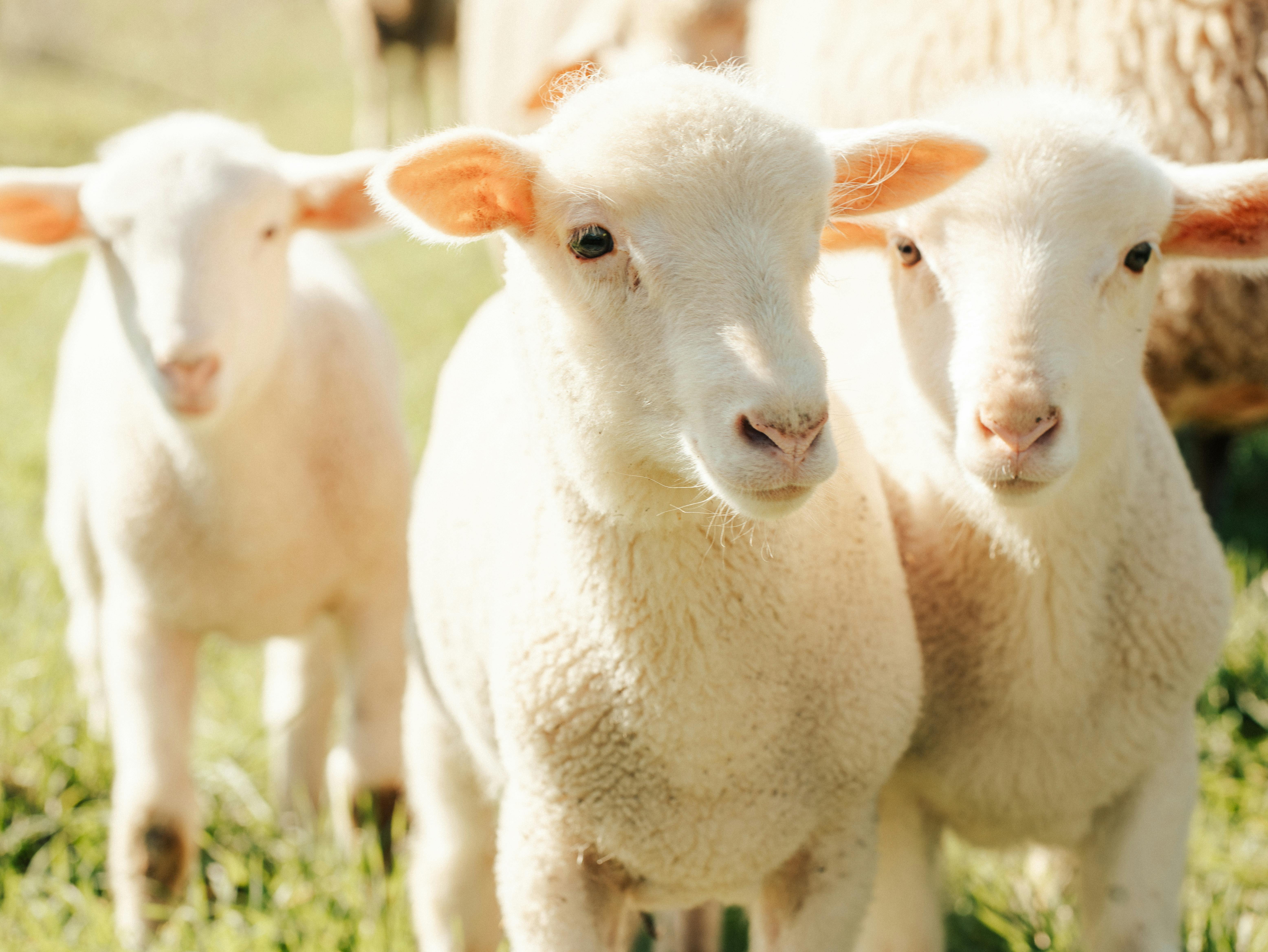 Plymouth FFA Career Development Events teams recognized at State — Photo by Ali Akdemir on Pexels