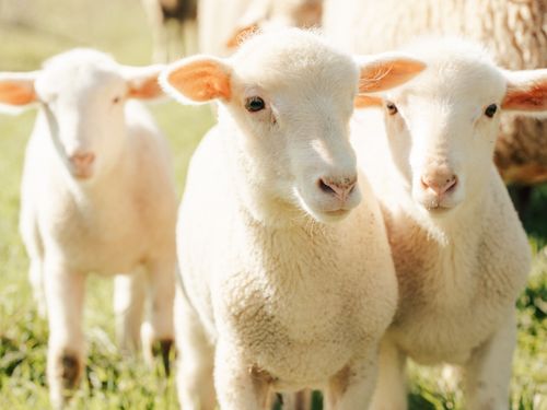 Free Adorable young lambs enjoying a sunny day in a peaceful pasture. Ideal for themes of agriculture and nature. Stock Photo