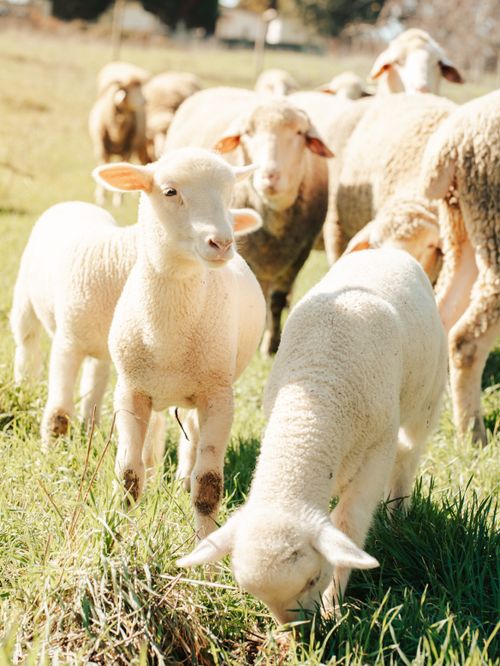 Free A serene scene of lambs and sheep grazing on a sunny spring day in an open field. Stock Photo