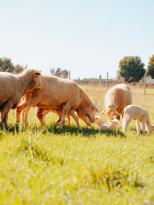 Free A tranquil scene of sheep and lambs grazing in a sunny pasture, embodying idyllic rural life. Stock Photo