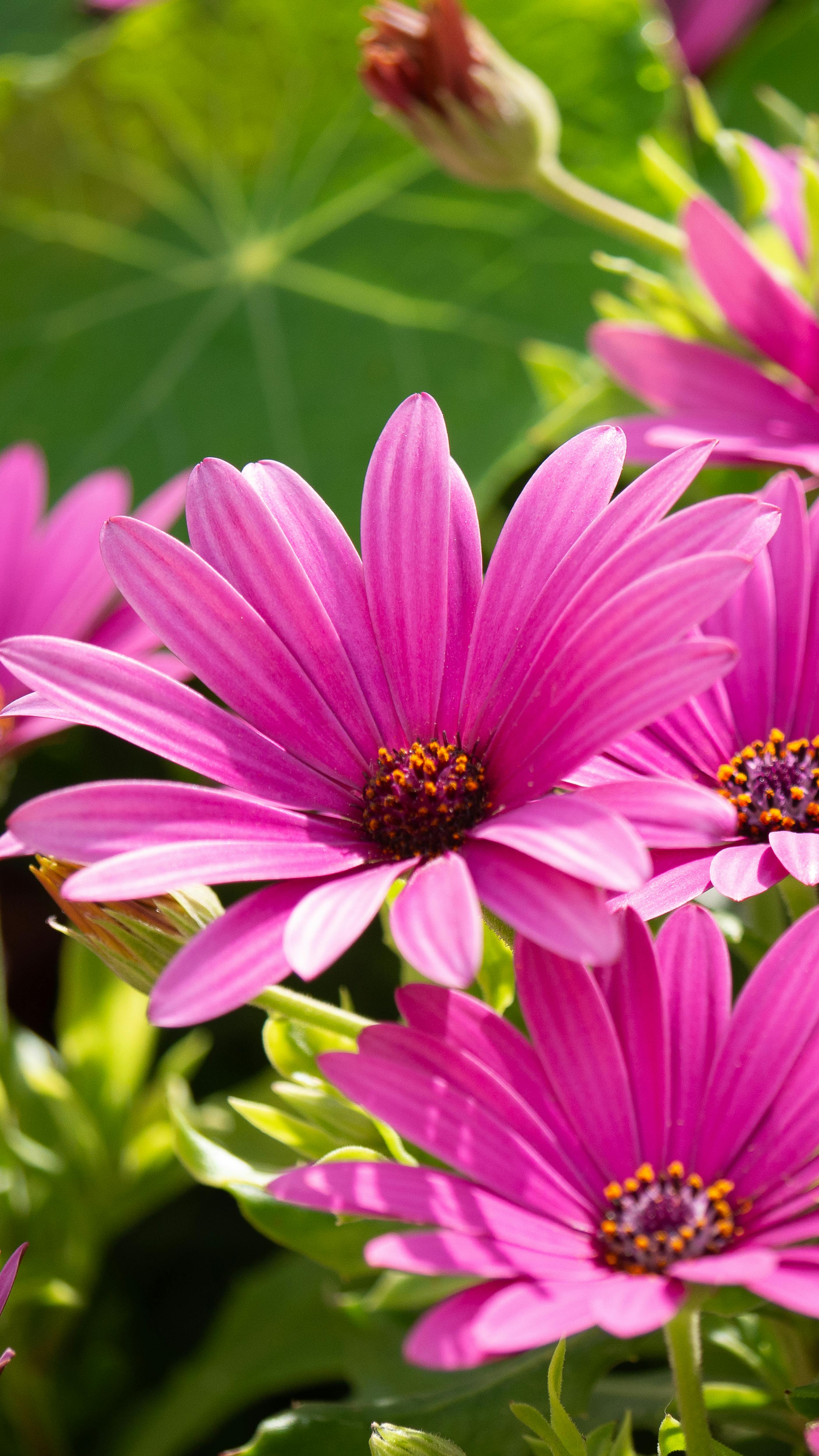 [ColoSach]-close-up-of-vibrant-pink-daisies-in-a-sunlit-garden,-showcasing-their-vivid-petals-and-lush-green-leaves.