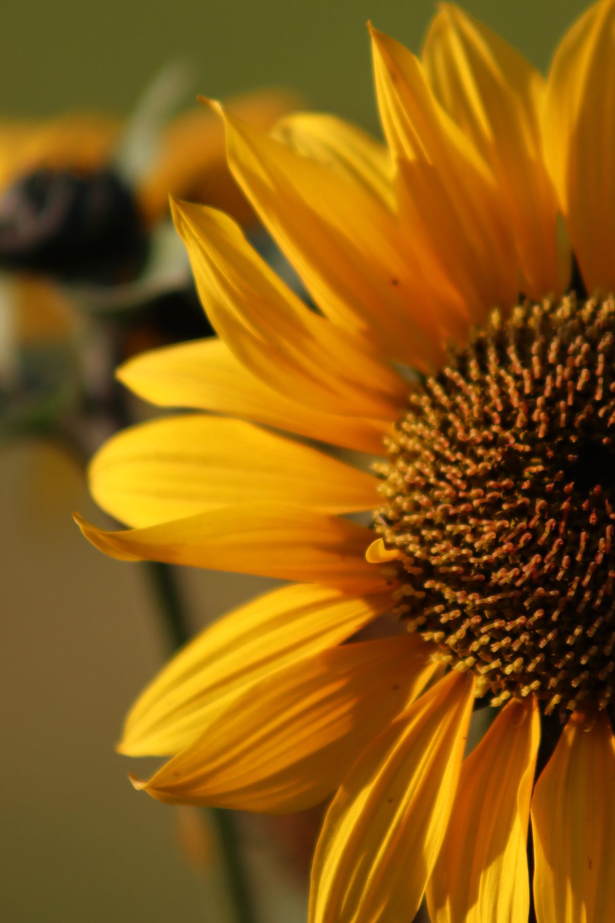 Sunflower in Close Up · Free Stock Photo