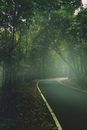 蜿蜒的道路穿过印度喀拉拉邦雾气蒙蒙的森林，四周环绕着郁郁葱葱的绿意