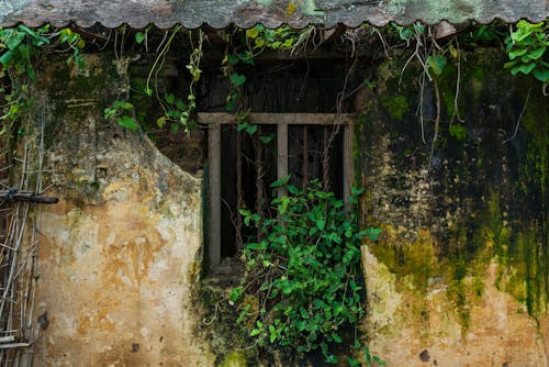 Free stock photo of abandoned house, moss, old archetecture