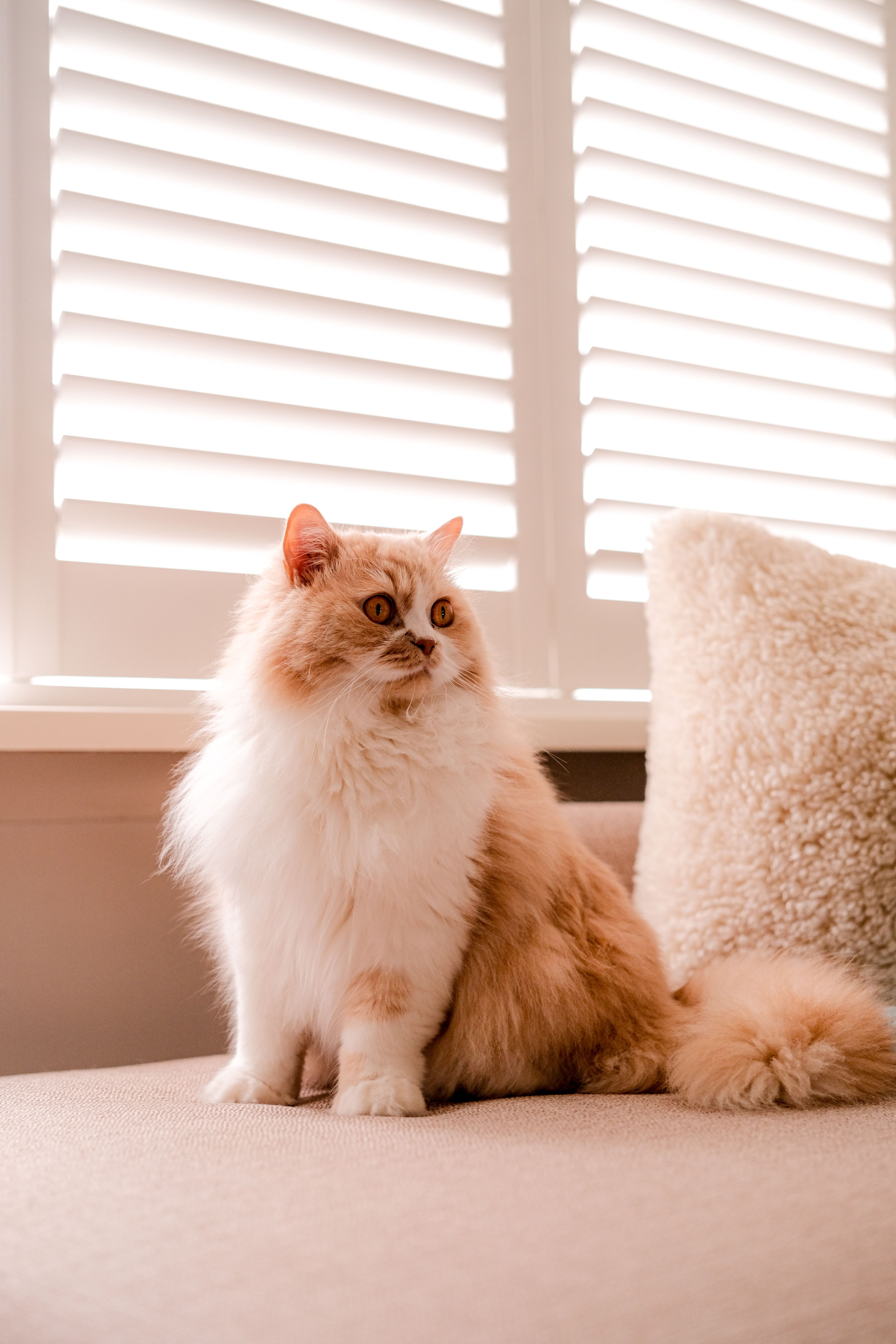 Fluffy Persian Cat Sitting by Window Light · Free Stock Photo
