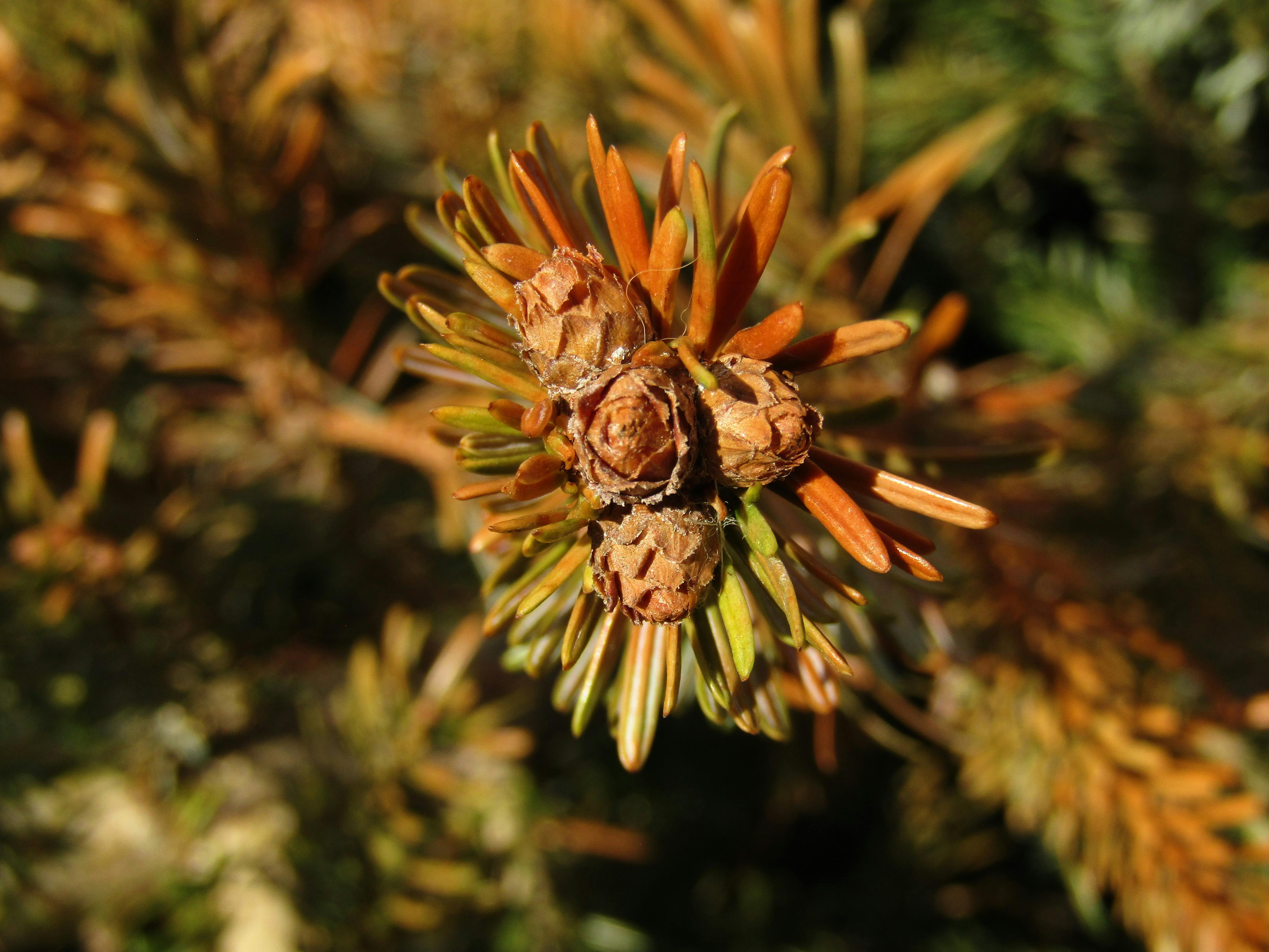 pinecone vector database