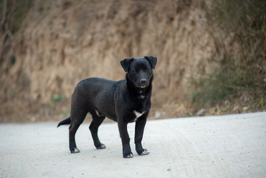 A black dog stands alert on an outdoor dirt road, surrounded by natural, earthy tones.