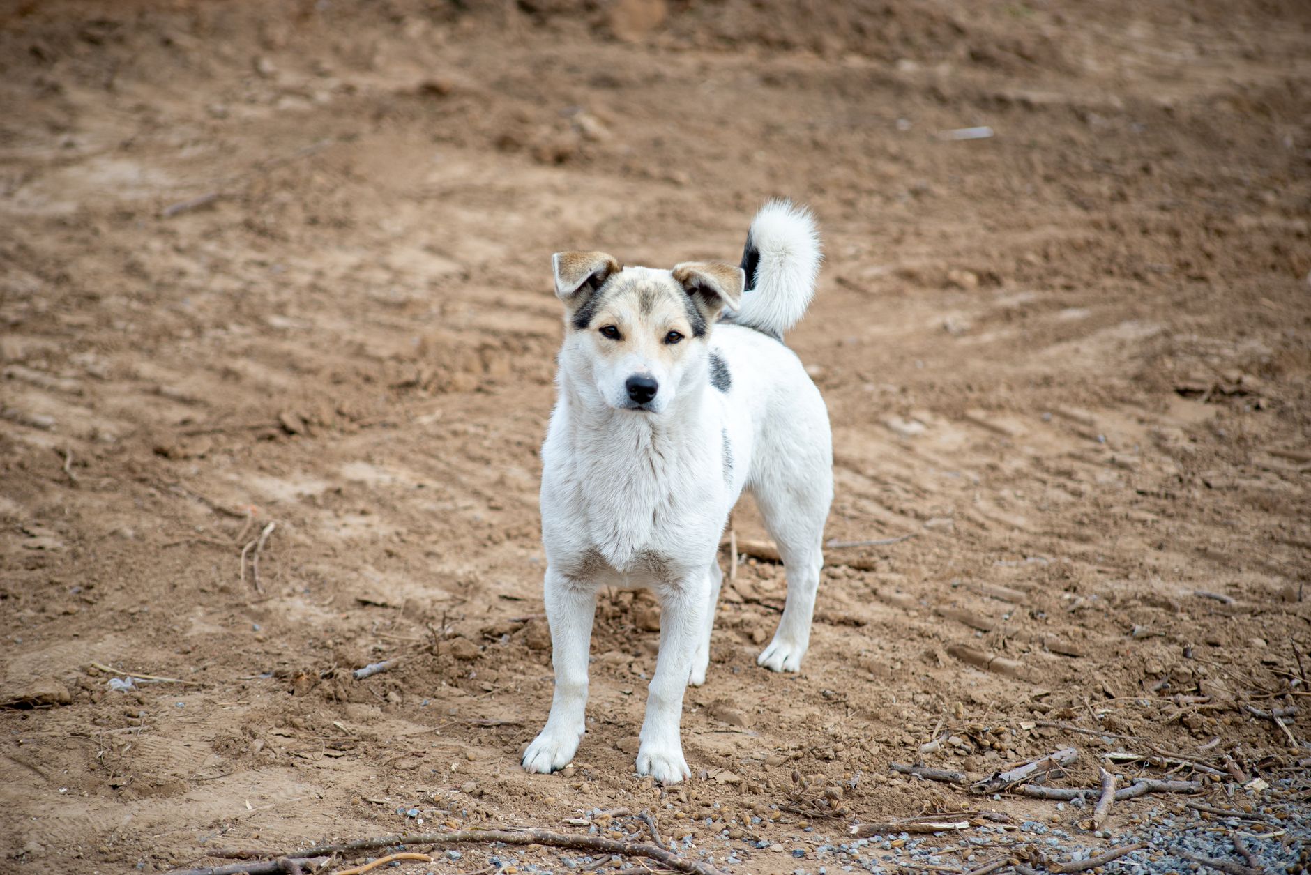 Portrait of a dog at a veterinary clinic