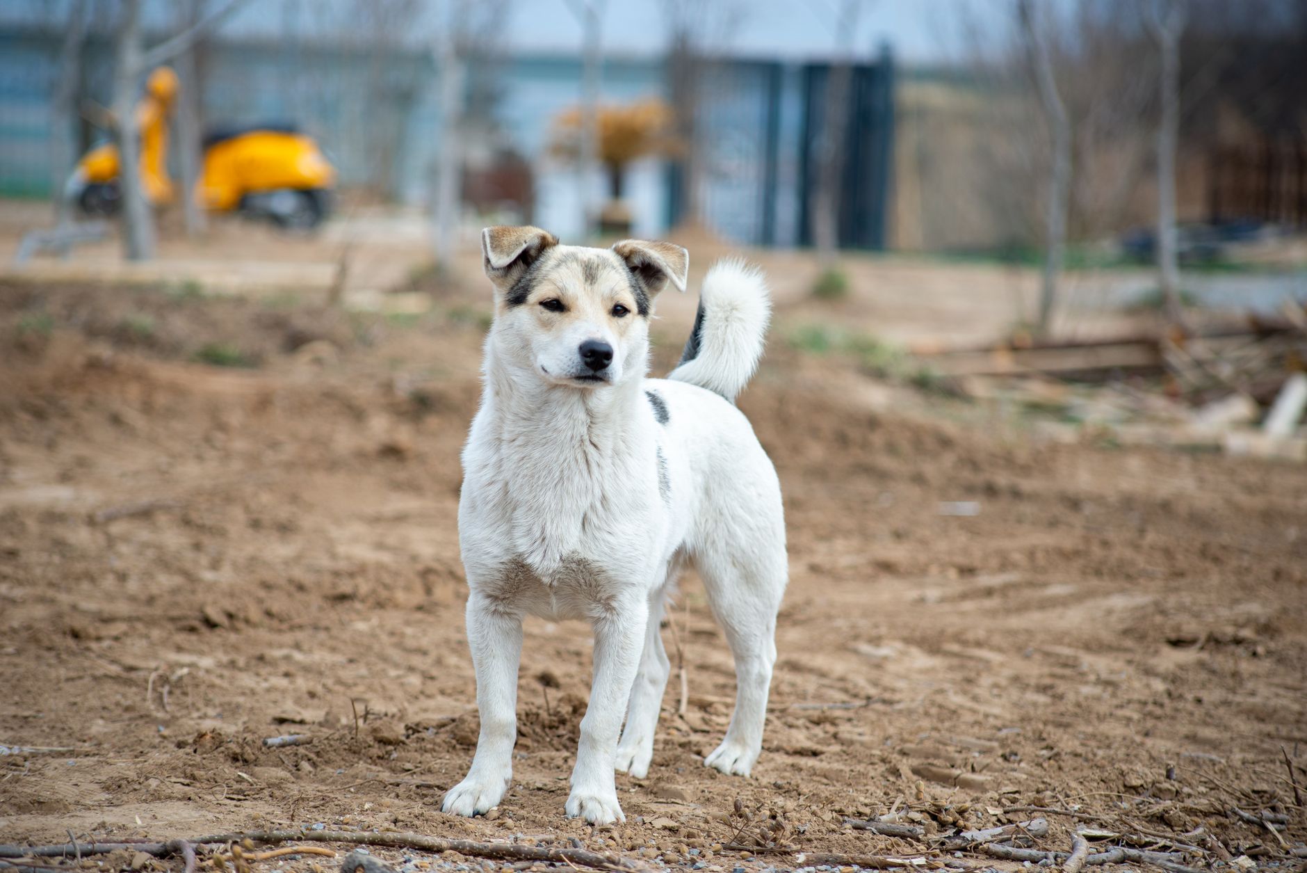 Portrait of a dog at a veterinary clinic