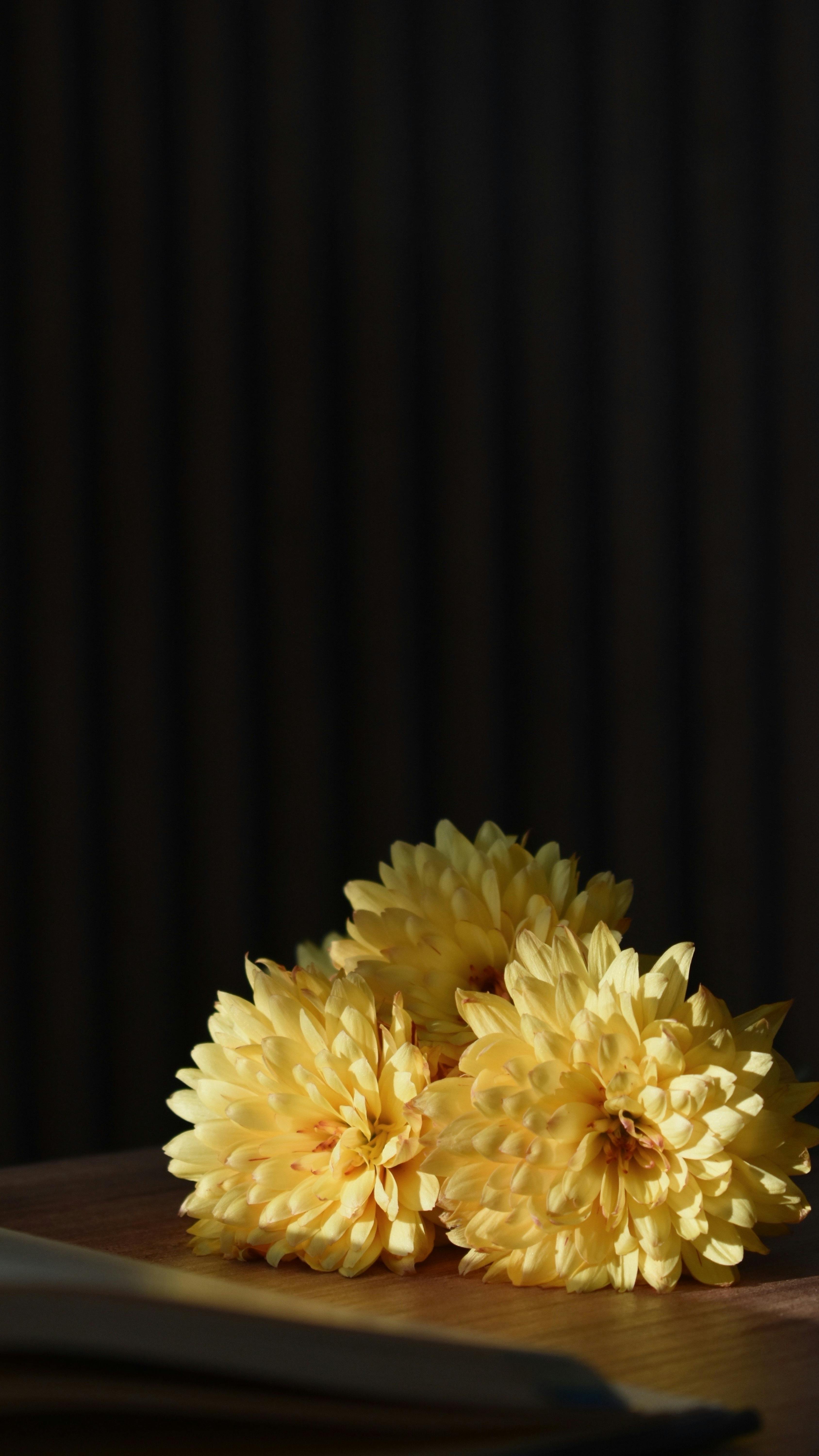 Kostenlos Kostenloses Stock Foto zu blühen, blume, blumenanzeige Stock-Foto