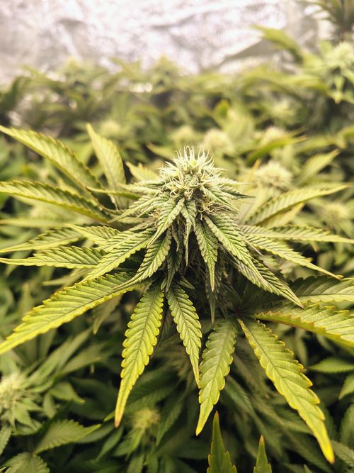 Free Detailed close-up of a flowering cannabis plant showcasing vibrant green leaves and bud. Stock Photo