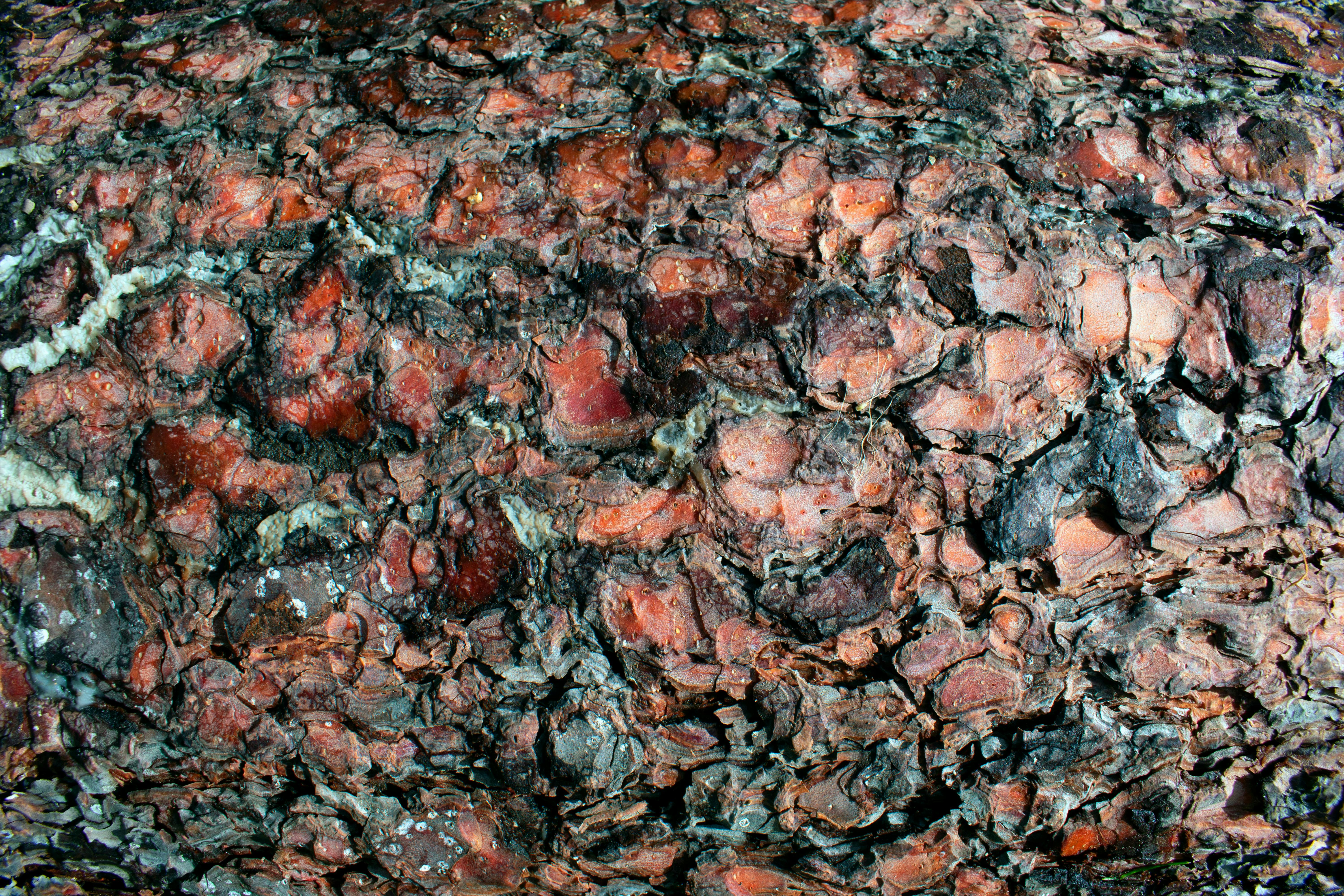 Gratis Detaljeret nærbillede af træbark, der fremviser rige teksturer og jordagtige toner. Lagerfoto