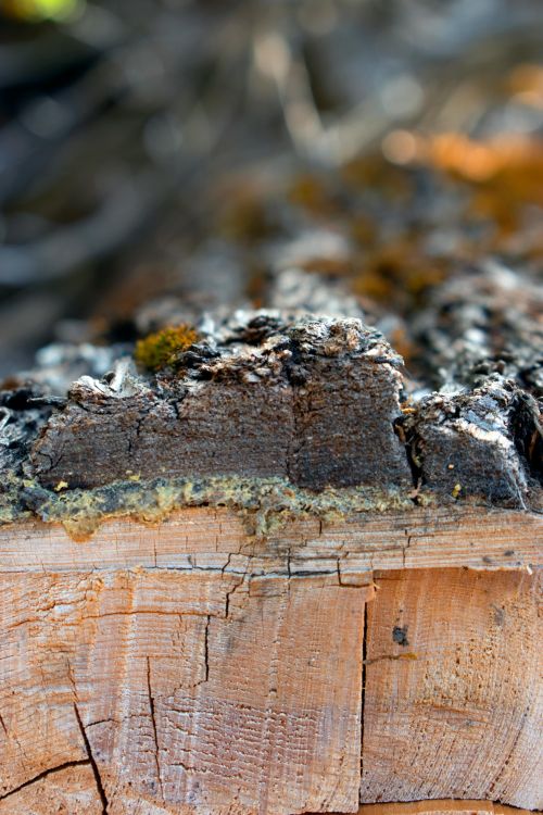 Free stock photo of crust Stock Photo