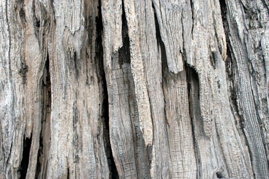 A close-up view of weathered tree bark showing intricate textures and patterns.