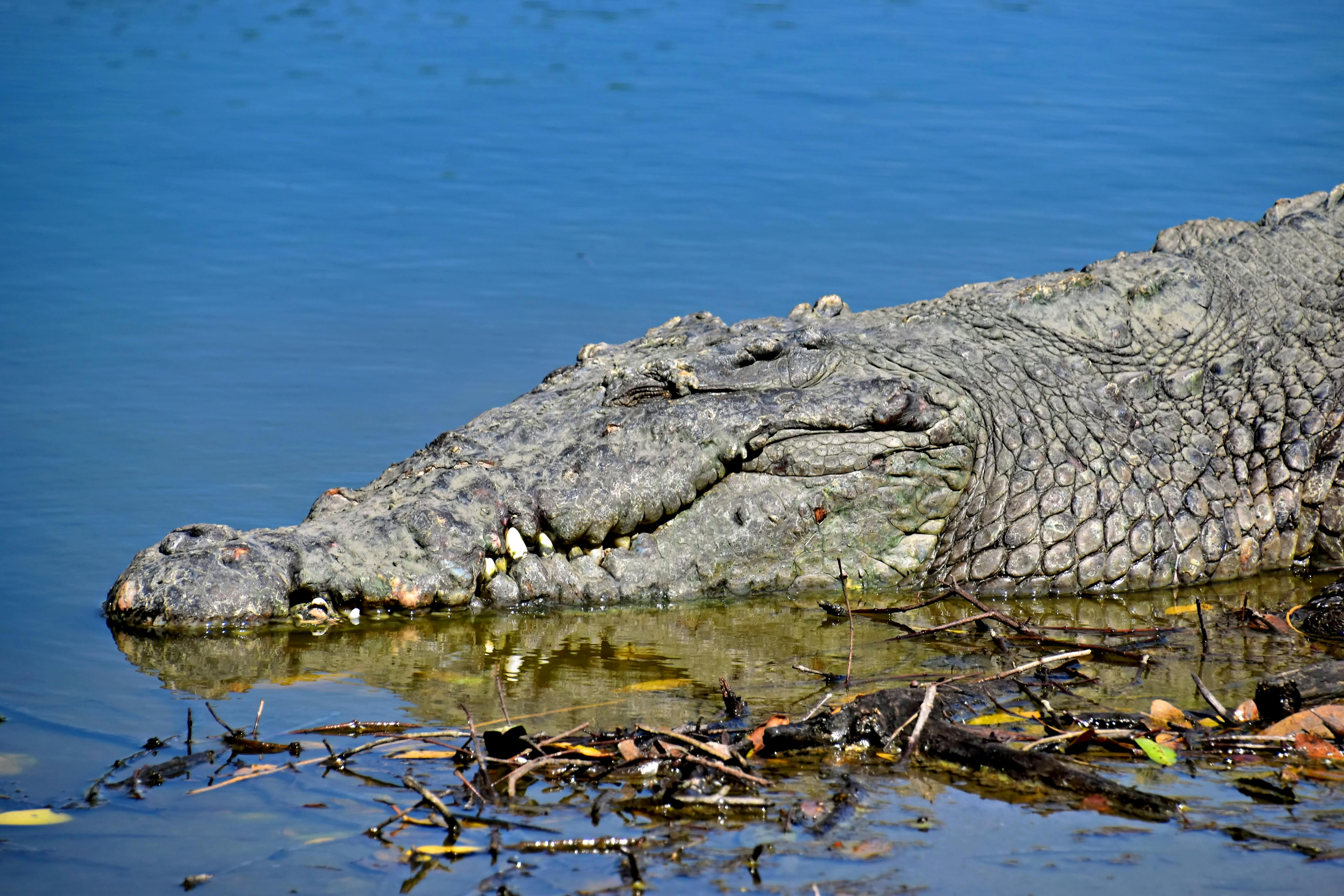 Does Bentota River Have Crocodiles