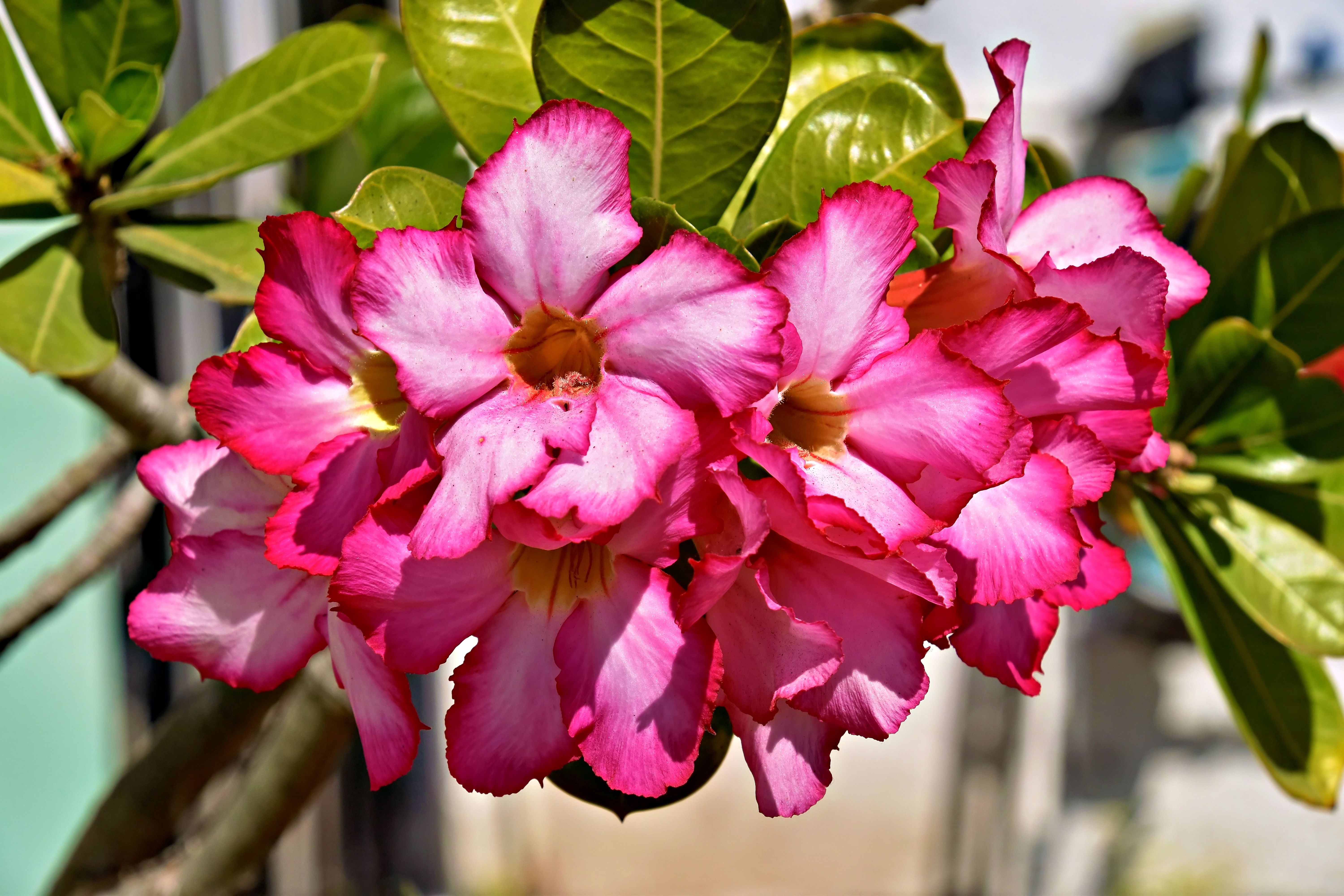 [ColoSach]-bright-pink-desert-rose-flowers-in-full-bloom-with-lush-green-leaves-in-puerto-vallarta,-mexico.