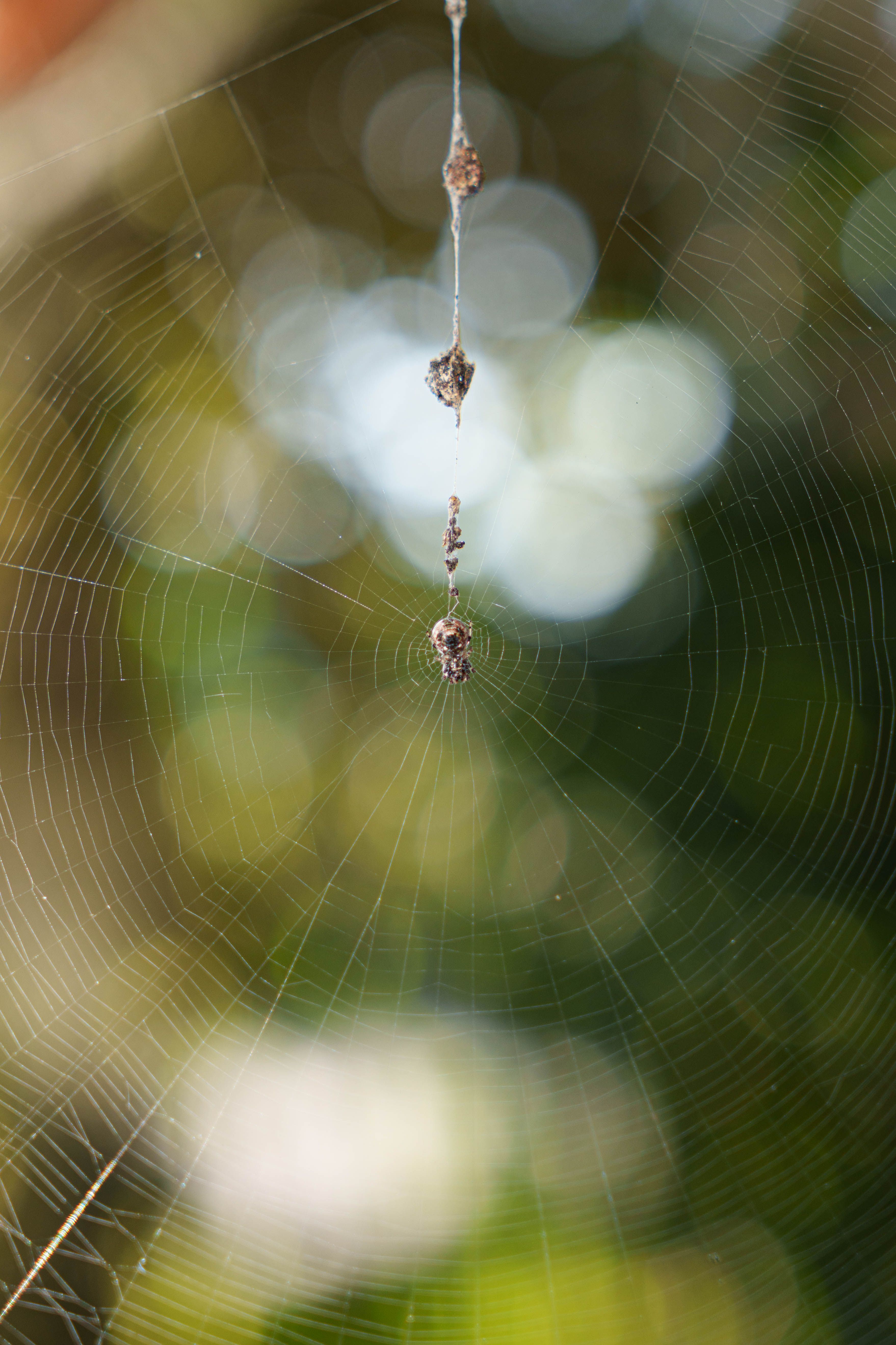 Close-up of Spider Web with Blurred Background · Free Stock Photo