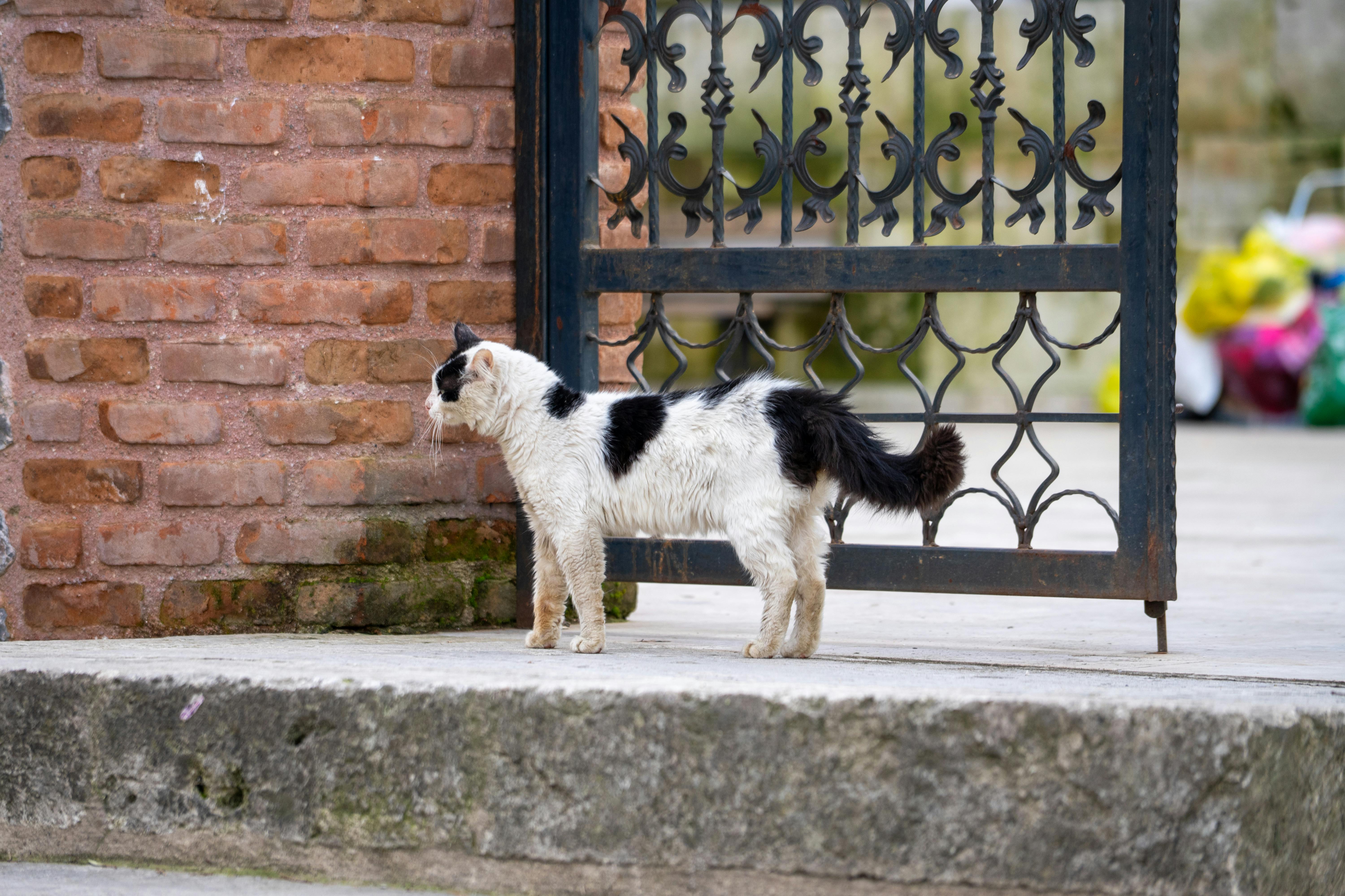 Best Pet Gate 2026: Keep Dogs and Cats Where They Belong