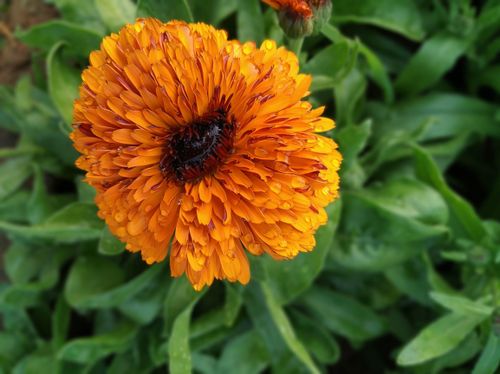Free Bright orange marigold flower with dewdrops in an Indian garden, Odisha. Stock Photo