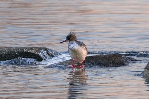 Free Red-breasted Merganser bird standing on rocks in water at daytime. Stock Photo