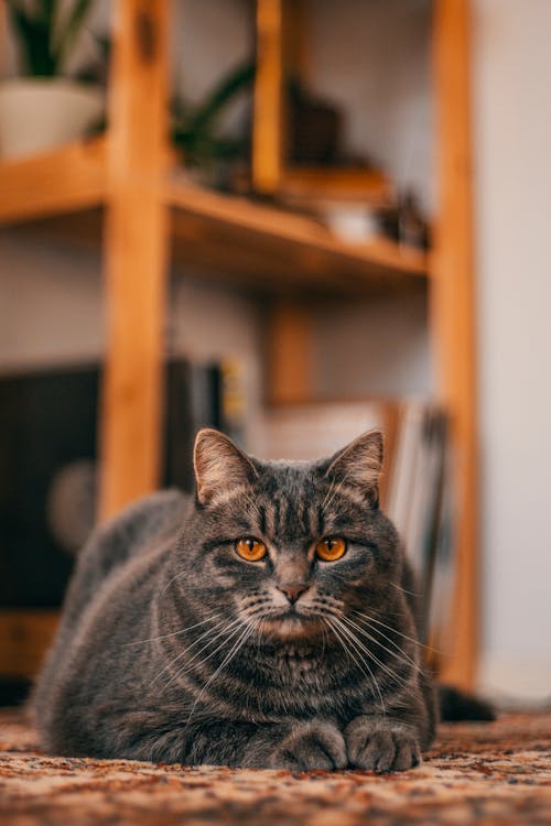 Graue Tabby Katze, Die Auf Boden Sitzt