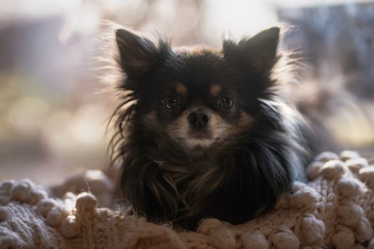 Adorable long-haired Chihuahua resting on a knit blanket in soft natural light.