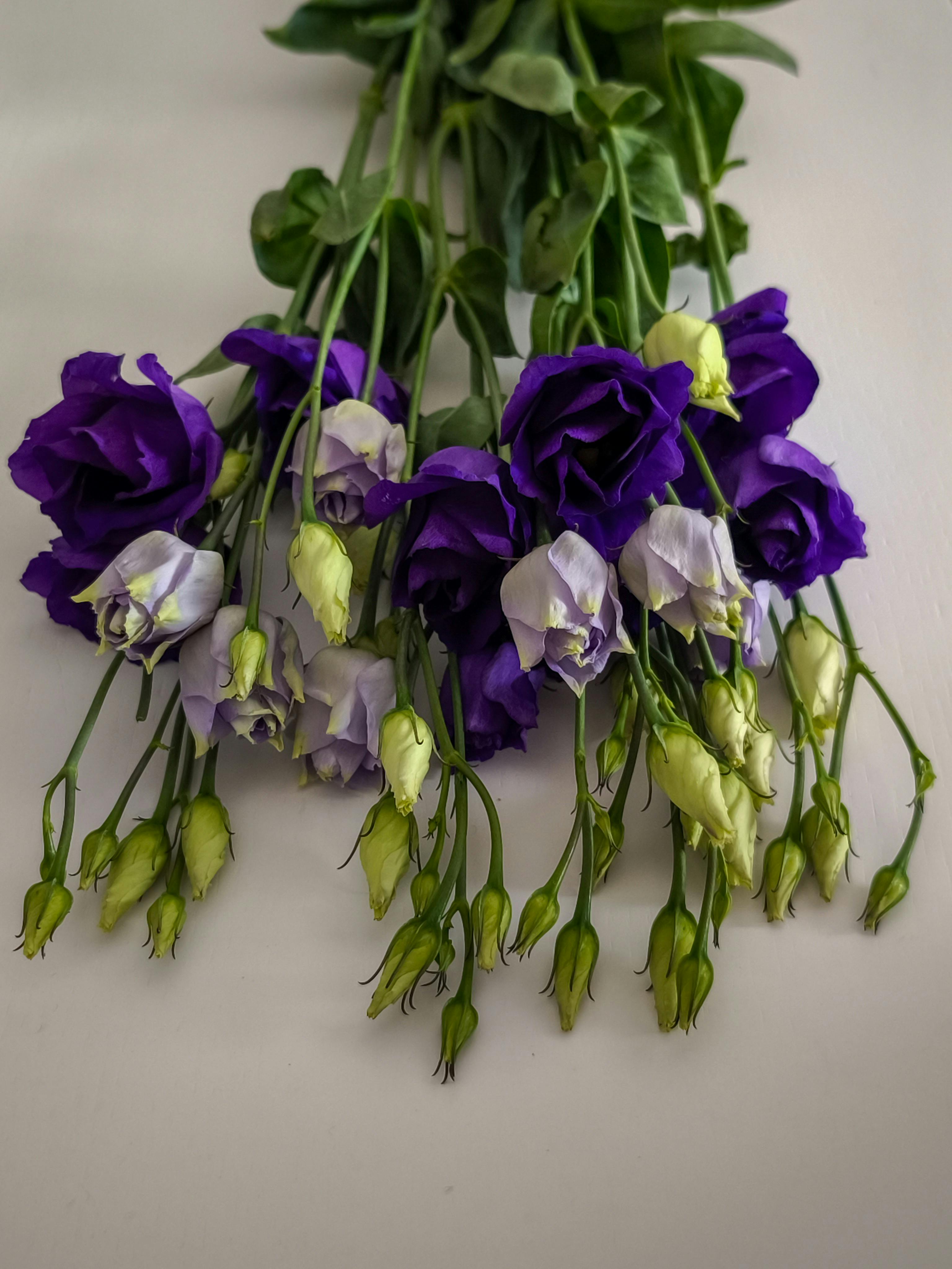 [ColoSach]-Close-up of a vibrant purple lisianthus bouquet with buds, showcasing natural beauty.